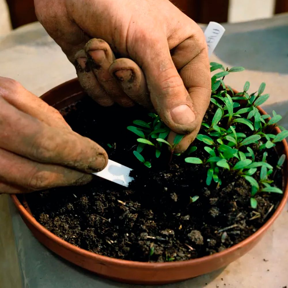 Правильная пикировка рассады